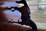 Sale Photo Thumbnail #25
