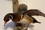Sale Photo Thumbnail #66