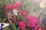 Sale Photo Thumbnail #18