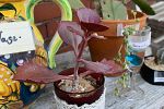 Sale Photo Thumbnail #14