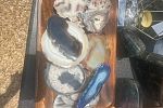 Sale Photo Thumbnail #18