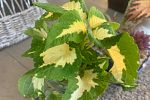 Sale Photo Thumbnail #4
