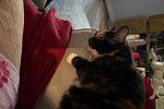 Sale Photo Thumbnail #84