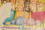 Sale Photo Thumbnail #49