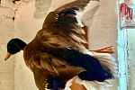 Sale Photo Thumbnail #35