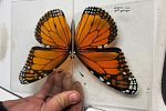 Sale Photo Thumbnail #45