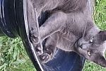 Sale Photo Thumbnail #13