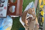 Sale Photo Thumbnail #19