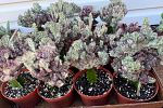 Sale Photo Thumbnail #40