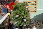Sale Photo Thumbnail #18
