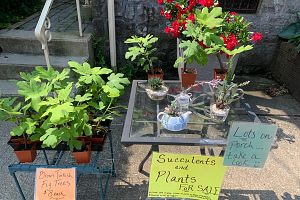 Plant/succulent/cactus/fig sale